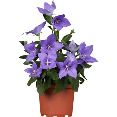 Pflanzen Ballonblume Platycodon H ca 60 cm 12 cm Topf Pflanzen Ballonblume Platycodon H ca 60 cm 12 cm Topf