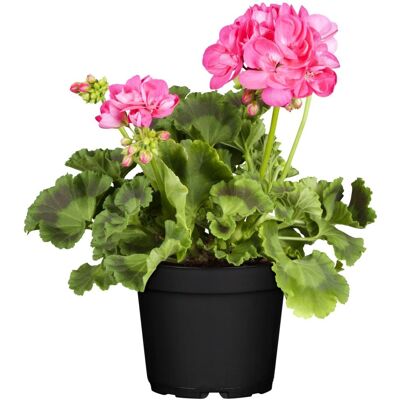 Pflanzen Geranie stehend Geranium zonale H ca 25 cm 1 L Container Pflanzen Geranie stehend Geranium zonale H ca 25 cm 1 L Container