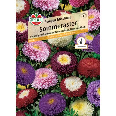 Sperli Sommeraster Pompon-Mischung Sperli Sommeraster Pompon-Mischung