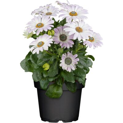 Pflanzen Kapkörbchen Osteospermum H 20 cm 10,5 cm Topf Pflanzen Kapkörbchen Osteospermum H 20 cm 10,5 cm Topf