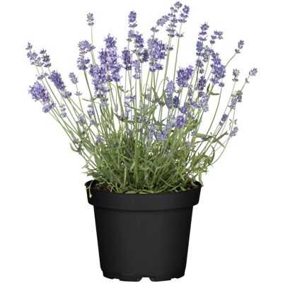 Pflanzen Lavendel Hidcote H ca 25 cm 12 cm Topf Pflanzen Lavendel Hidcote H ca 25 cm 12 cm Topf