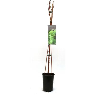 Pflanzen Weintraube Vitis vinifera gelb & kernlos H ca 80 cm 3 l Container Pflanzen Weintraube Vitis vinifera gelb & kernlos H ca 80 cm 3 l Container
