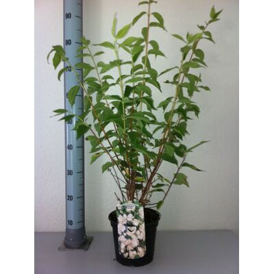 Pflanzen Duftjasmin 3 l Container Pflanzen Duftjasmin 3 l Container