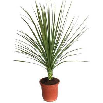 Pflanzen Keulenlilie Cordyline indivisa H ca 120 cm 30 cm Topf Pflanzen Keulenlilie Cordyline indivisa H ca 120 cm 30 cm Topf