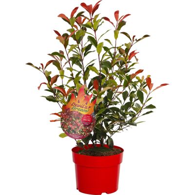 Pflanzen Glanzmispel Photinia Devils Dream H 40 - 60 cm, 4 L Container Pflanzen Glanzmispel Photinia Devils Dream H 40 - 60 cm, 4 L Container
