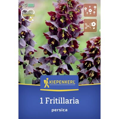 Kiepenkerl Herbstblumenzwiebel Persische Kaiserkrone 1 Stück Kiepenkerl Herbstblumenzwiebel Persische Kaiserkrone 1 Stück
