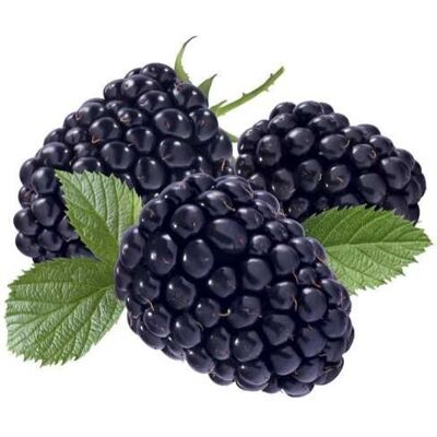 Pflanzen Beerenobst Brombeere 3 Liter Container Pflanzen Beerenobst Brombeere 3 Liter Container