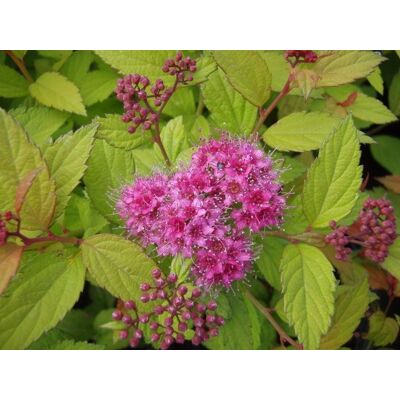Pflanzen Sommerspiere 11 cm Topf Pflanzen Sommerspiere 11 cm Topf
