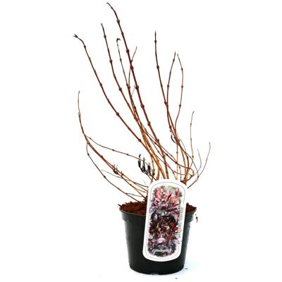 Pflanzen Rotblättrige Weigelie Purpurea 3 l Container Pflanzen Rotblättrige Weigelie Purpurea 3 l Container