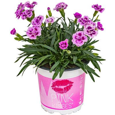 Pflanzen Nelke Dianthus Pink Kisses 10,5 cm Topf Pflanzen Nelke Dianthus Pink Kisses 10,5 cm Topf