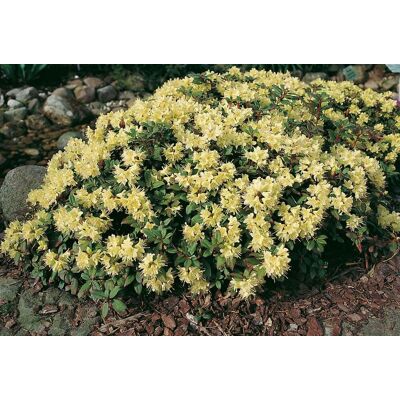 Pflanzen Rhododendron 'Princess Anne' 2 L Container Pflanzen Rhododendron 'Princess Anne' 2 L Container