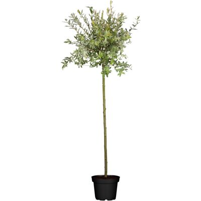 Pflanzen Harlekinweide Hakuro Nishiki 80 cm hoch 5 l Container Pflanzen Harlekinweide Hakuro Nishiki 80 cm hoch 5 l Container