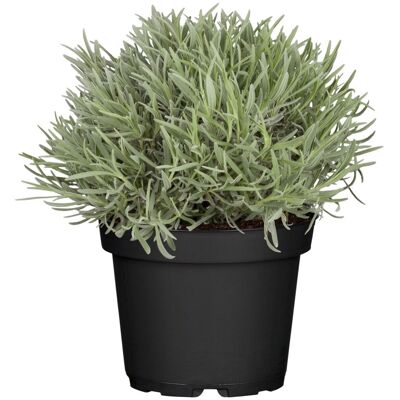 Lorenzetto - Lavandula - H 25 cm - 14 cm Topf - Plant Lorenzetto - Lavandula - H 25 cm - 14 cm Topf - Plant