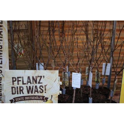 Pflanzen Obstbäume in Sorten 5 L Container Pflanzen Obstbäume in Sorten 5 L Container