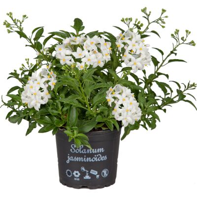 Pflanzen Nachtschatten Solanum jasminoides H ca 20 cm 12 cm Topf Pflanzen Nachtschatten Solanum jasminoides H ca 20 cm 12 cm Topf