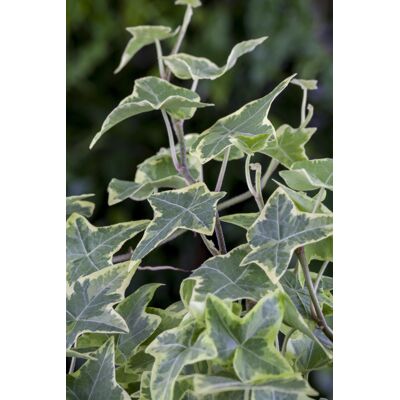 Pflanzen Efeu weißbunt 11 cm Topf Pflanzen Efeu weißbunt 11 cm Topf