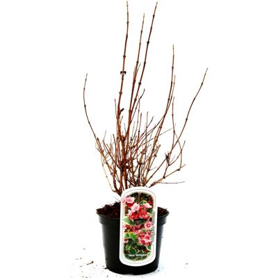 Pflanzen Buntblättrige Weigelie 3 l Container Pflanzen Buntblättrige Weigelie 3 l Container