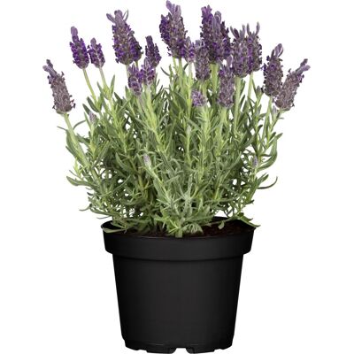 Pflanzen Schopflavendel Lavendula H 30 cm 12cm Topf Pflanzen Schopflavendel Lavendula H 30 cm 12cm Topf