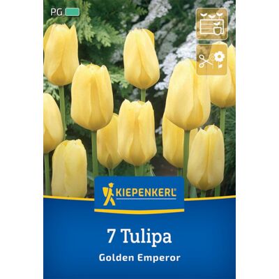 Kiepenkerl Herbstblumenzwiebel Fosteriana-Tulpe Golden Emperor 7 Pflanzen Kiepenkerl Herbstblumenzwiebel Fosteriana-Tulpe Golden Emperor 7 Pflanzen