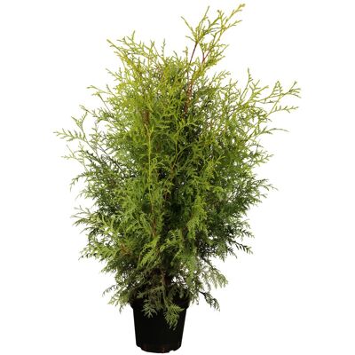Pflanzen Topfgewachsene Heckenkoniferen Lebensbaum Brabant Thuja occidentalis H 40 - 60 cm 2 L Container Pflanzen Topfgewachsene Heckenkoniferen Lebensbaum Brabant Thuja occidentalis H 40 - 60 cm 2 L Container