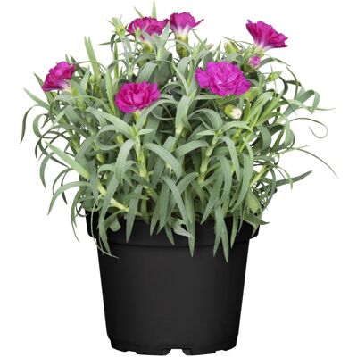 Pflanzen Nelke Dianthus H ca 15 cm 10,5 cm Topf Pflanzen Nelke Dianthus H ca 15 cm 10,5 cm Topf