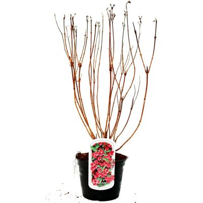 Pflanzen Weigelie Bristol Ruby 3 l Container Pflanzen Weigelie Bristol Ruby 3 l Container