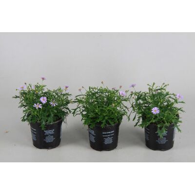 Beet- und Balkonpflanzen Gänseblümchen Brachicome H 15 cm 10,5 cm Topf Beet- und Balkonpflanzen Gänseblümchen Brachicome H 15 cm 10,5 cm Topf