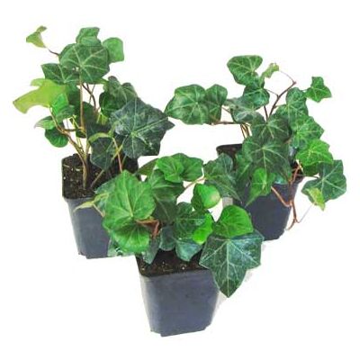 Bodendeckerpflanzen Efeu Hedera helix H 20 - 30 cm 9 cm Topf Bodendeckerpflanzen Efeu Hedera helix H 20 - 30 cm 9 cm Topf