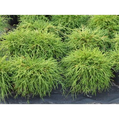 Pflanzenhandel H. Lüers - Chamaecyparis pis.'Sungold' - 15-20 cm - 2 L Container - Conifer Pflanzenhandel H. Lüers - Chamaecyparis pis.'Sungold' - 15-20 cm - 2 L Container - Conifer