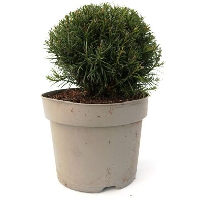 Pflanzen Eibe Kugel 25-30 cm 5 l Container Pflanzen Eibe Kugel 25-30 cm 5 l Container