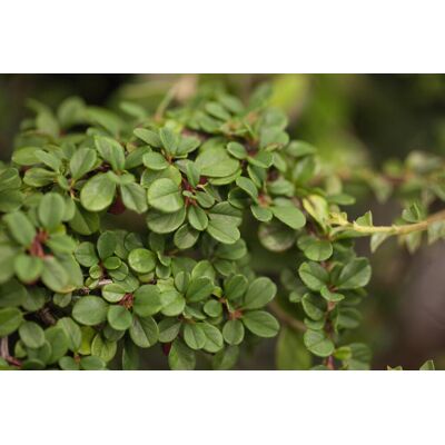 Pflanzen Zwergmispel Eichholz 11 cm Topf Pflanzen Zwergmispel Eichholz 11 cm Topf