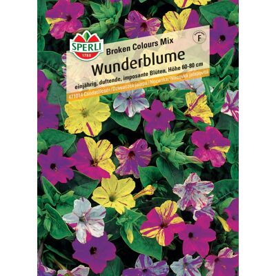 Sperli Wunderblume Broken Colours Mix Sperli Wunderblume Broken Colours Mix