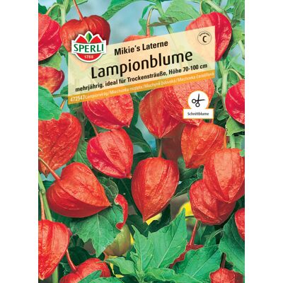 Sperli Lampionblume Mikie's Laterne Sperli Lampionblume Mikie's Laterne