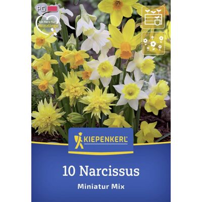 Kiepenkerl Herbstblumenzwiebel Miniatur-Narzissen Mischung 10 Stück Kiepenkerl Herbstblumenzwiebel Miniatur-Narzissen Mischung 10 Stück