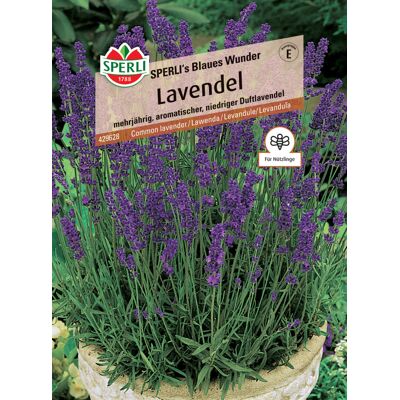 Sperli Lavendel Sperli 's Blaues Wunder Sperli Lavendel Sperli 's Blaues Wunder