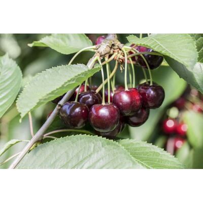 Pflanzen Obstbaum Süßkirsche 5 Liter Container Pflanzen Obstbaum Süßkirsche 5 Liter Container