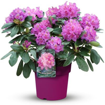 Pflanzen Rhododendron in Sorten 5 l Topf Pflanzen Rhododendron in Sorten 5 l Topf
