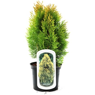 PFLANZENHANDEL H. LÜERS - Thuja orientalis 'Aurea Nana' - Gelb - Conifer PFLANZENHANDEL H. LÜERS - Thuja orientalis 'Aurea Nana' - Gelb - Conifer