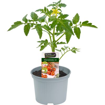 Tomatenpflanzen Cherrytomate rot krautfäuleresistent 10,5 cm Topf Tomatenpflanzen Cherrytomate rot krautfäuleresistent 10,5 cm Topf