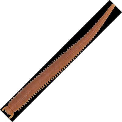 Berkley GULP SW FAT SANDWORM 4IN NATURAL Berkley GULP SW FAT SANDWORM 4IN NATURAL