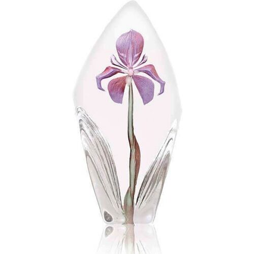 Acarena Lila, H 19cm - Målerås