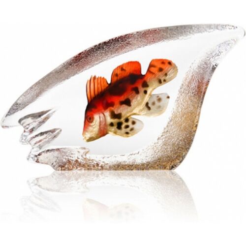 Korallenfisch Orange, Groß - Målerås