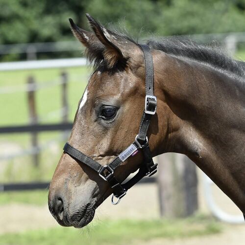 Busse Halfter Fohlen, tanne