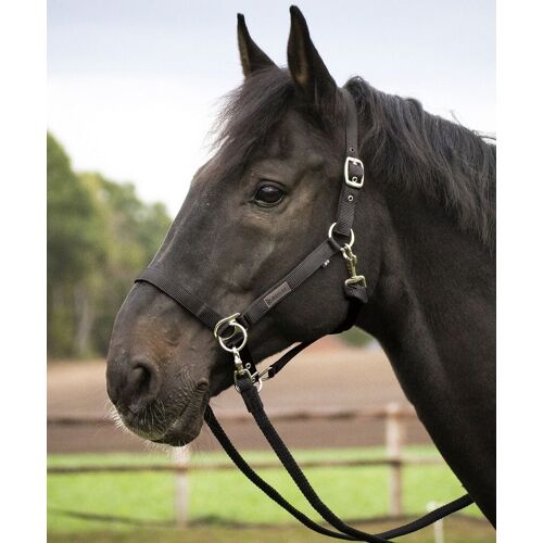 Busse Halfter RIDING, schwarz, WB
