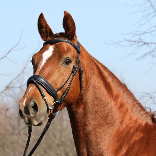 Euroriding Trense TOULOUSE, schwedisches Reithalfter, anatomisch,...
