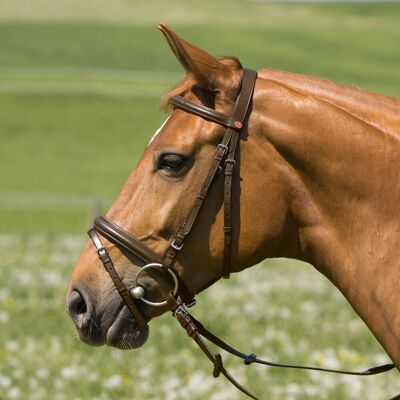 Kieffer Trensenzaum Belinda Pony, schwarz-schwarz M-Pony Kieffer Trensenzaum Belinda Pony, schwarz-schwarz M-Pony