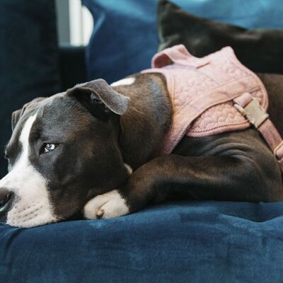 Kentucky Horsewear Kentucky Dogwear Hundegeschirr BODY SAFE WOOL hellrosa XXS Kentucky Horsewear Kentucky Dogwear Hundegeschirr BODY SAFE WOOL hellrosa XXS