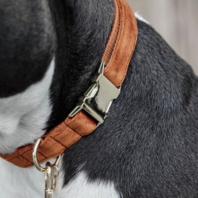 Kentucky Dogwear Samt-Hundehalsband - Orange, Pink, Lila - Mittel - Hundehalsband Kentucky Dogwear Samt-Hundehalsband - Orange, Pink, Lila - Mittel - Hundehalsband
