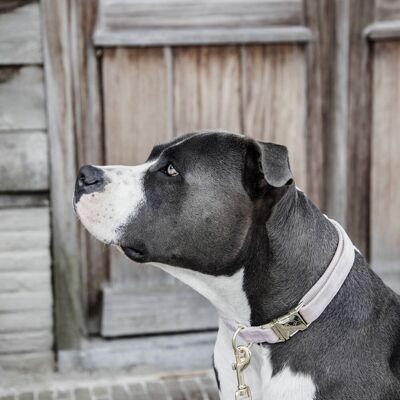 Kentucky Dogwear Velvet Hundehalsband - Lila / Pink - XS - Hundehalsband Kentucky Dogwear Velvet Hundehalsband - Lila / Pink - XS - Hundehalsband