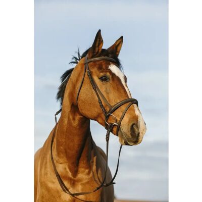 Trense Riding World Braun Pony Trense Riding World Braun Pony